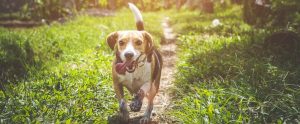 a dog walking outside with its tongue sticking out