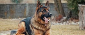 a German shepard with its tongue out