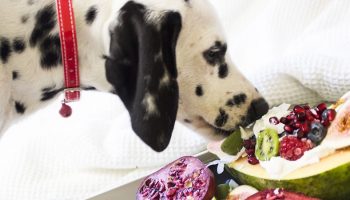 a dalmatian with a red collar eating fruit