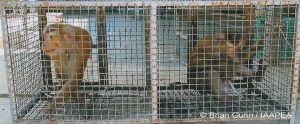 two research monkeys locked in a cage