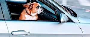 a pug sitting shotgun in a car