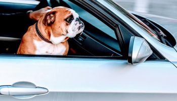 a pug sitting shotgun in a car