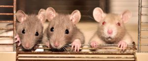 three mice in a cage