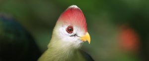 an exotic species of bird