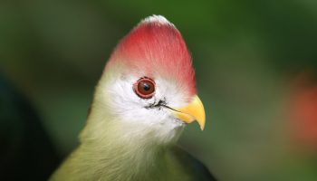 an exotic species of bird