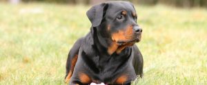 a rottweiler lying down in the grass