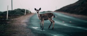 a deer on a road