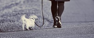 a woman's feet and a very small dog walking beside her