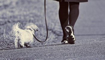 a woman's feet and a very small dog walking beside her