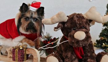 yorkshire terrier in a Santa suit riding a sleigh with a toy reindeer surrounded by Christmas items
