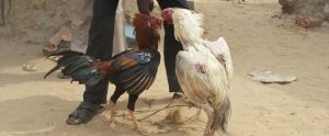 two cocks fighting each other in the sand