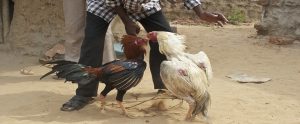 two cocks fighting in someone's backyard