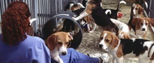 beagles in a research laboratory