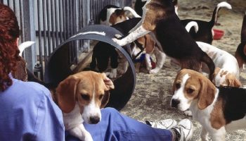 beagles in a research laboratory