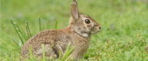 brown rabbit in the woods