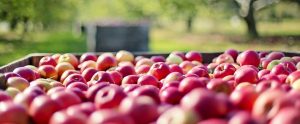 large amount of red apples