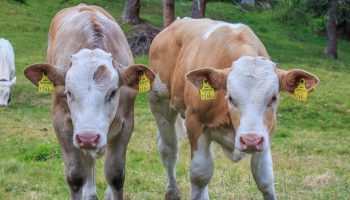 two cows with yellow tags in their ears in a grassy farm land and two more cows behind them