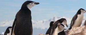 colony of chinstrap penguins