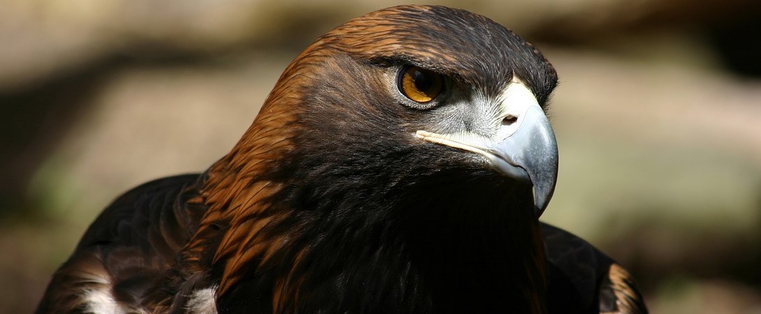 scary looking eagle