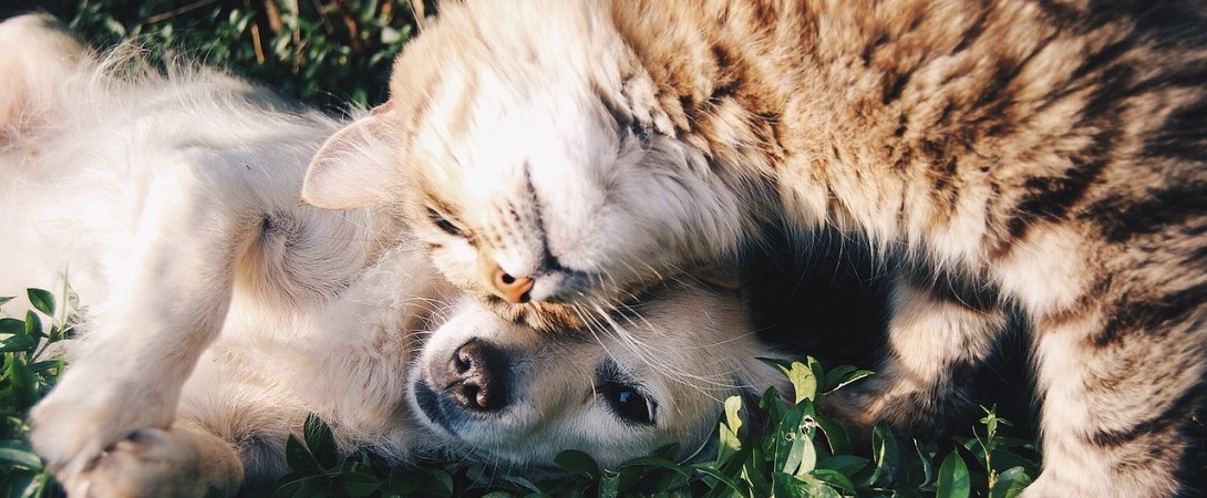a cat lying down with a dog