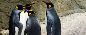 colony of king penguins standing in a circle