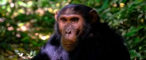 non-human primate