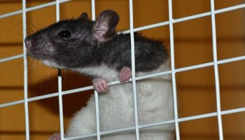 laboratory rat's head poking out of a metal fence