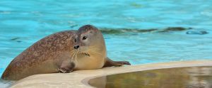 a seal in an animal attraction pool