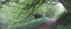 pathway in a forest