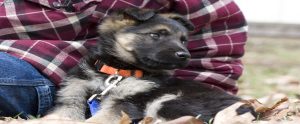 puppy sitting in somone's lap
