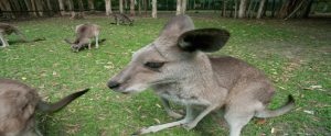 kangaroos in a zoo
