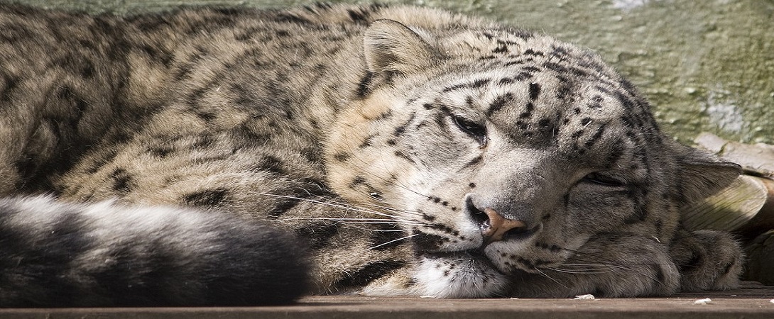snow leopard lying on the floor