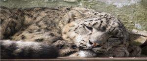 snow leopard lying down