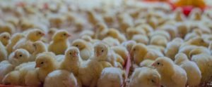 large amount of broiler chicks in a tight space
