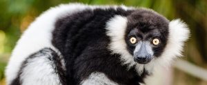 black and white ruffed lemur