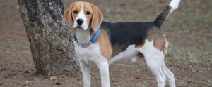 beagle