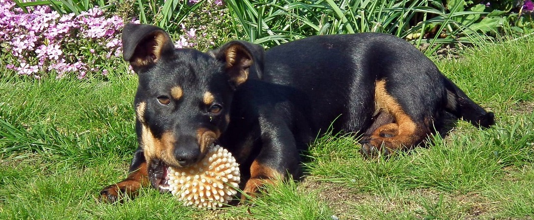 dog chewing a toy