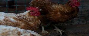 chickens in a cage system