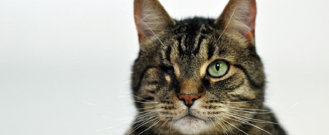 cat with one eye