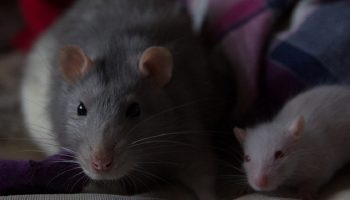 two rats, one large rat and one small rat