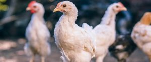 chickens roaming outside