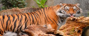 tiger in a zoo