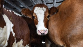 cows in an animal transport