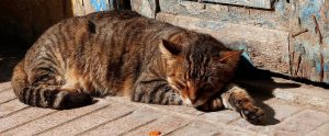cat sleeping outdoors