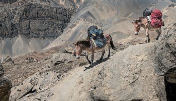 two goats carrying bags on a mountain