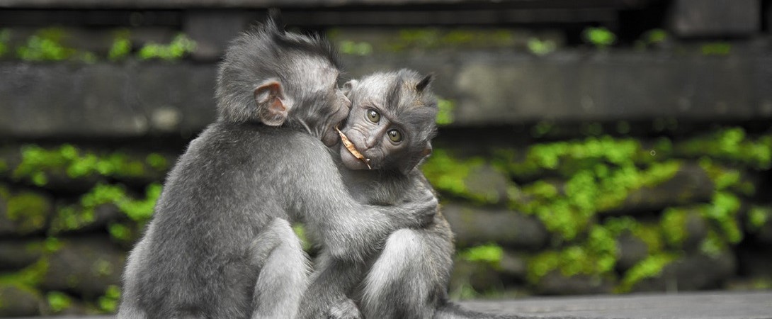 two primates hugging each other