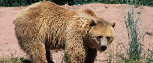 large brown bear