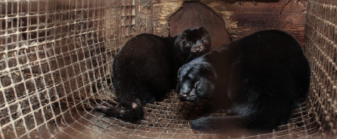 two black mink in a cage