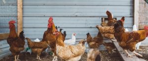 hens playing and walking together outside