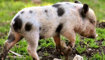 piglet on a farm